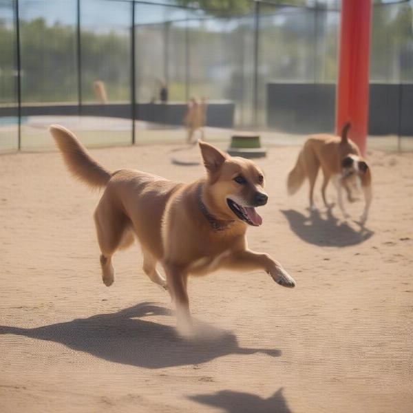 A happy dog playing with other dogs in the play area of a dog boarding facility.