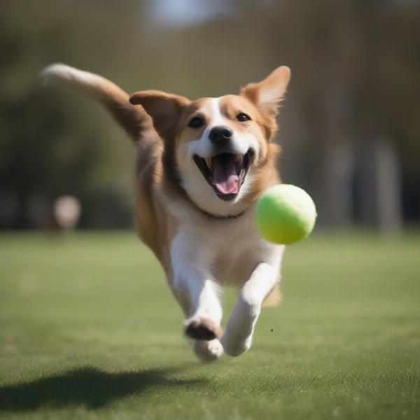 Happy Dog Playing Fetch