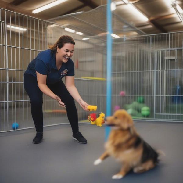 Happy Dog Playing in Mackay Kennel