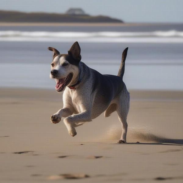 Happy dog running on a Wirral beach