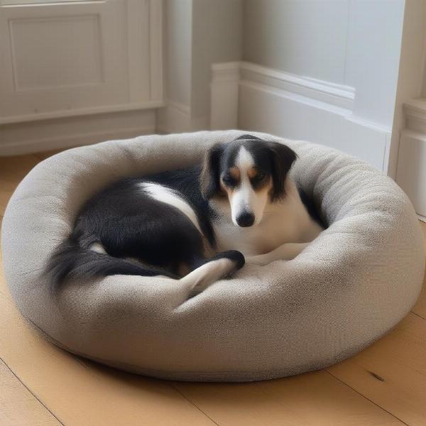 A Happy Dog Sleeping Peacefully in a House of Paws Dog Bed