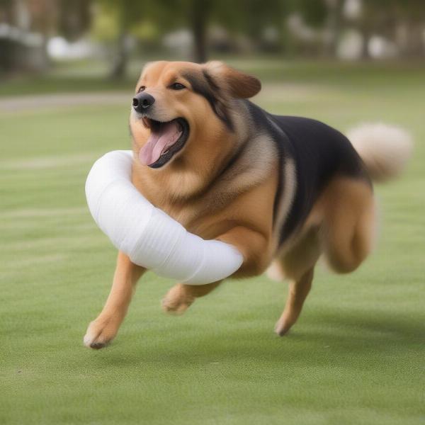 Happy Dog Wearing XXL Diaper