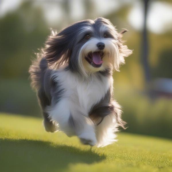 Havanese dog playing fetch in a park in Ontario