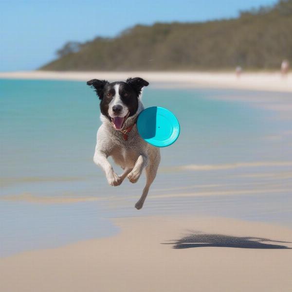 Dog-friendly beach activities in Hervey Bay