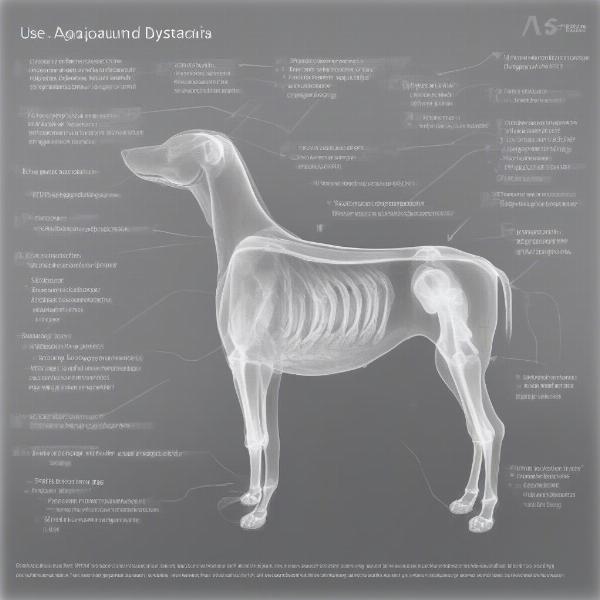 Hip Dysplasia X-Ray Interpretation