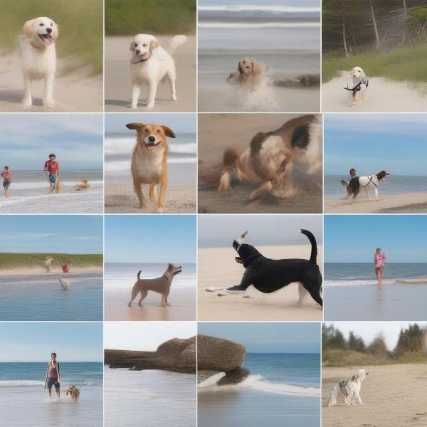 Dog-Friendly Activities by the Coast