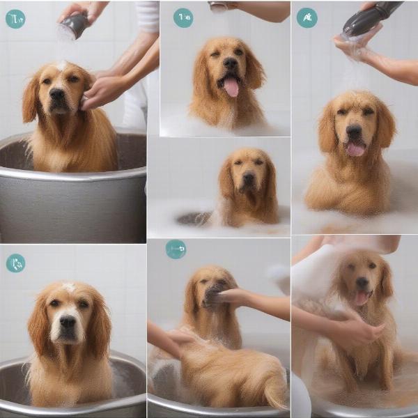 How to Apply Flea Shampoo to a Dog