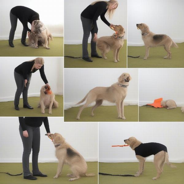 Training a dog to wear a mesh muzzle