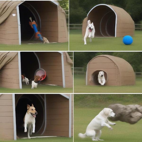 Training a dog to use an agility tunnel