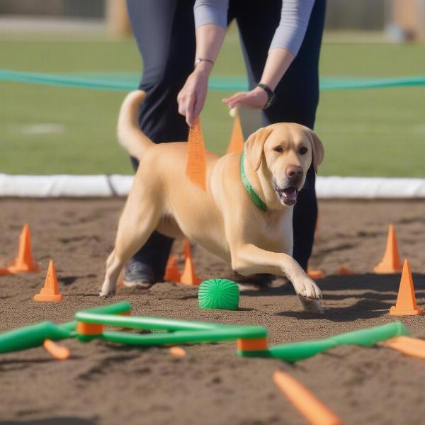 Dog training with a carrot toy