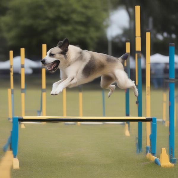 Training a dog to navigate agility jumps