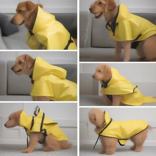 Getting a dog used to a raincoat