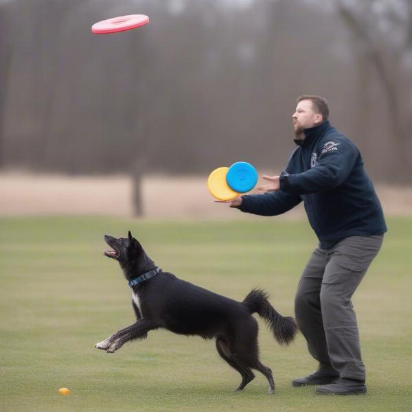 Advanced disc dog training requires specialized discs and techniques.