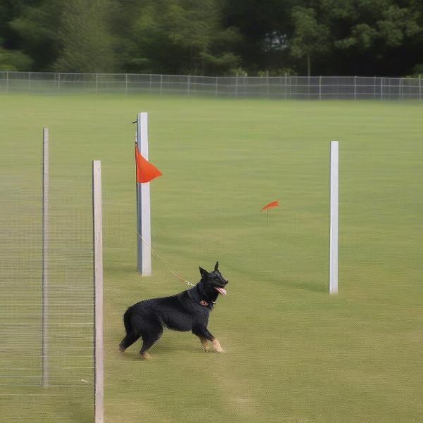 Dog Training with In-Ground Fence Flags