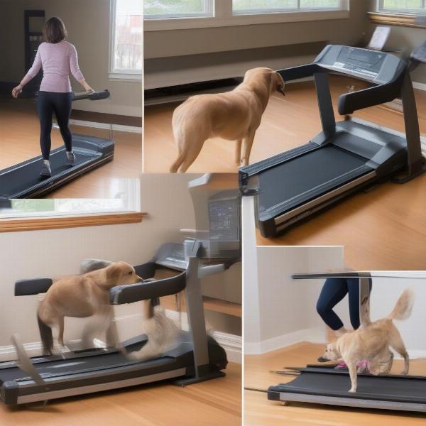 Introducing a Dog to a Treadmill