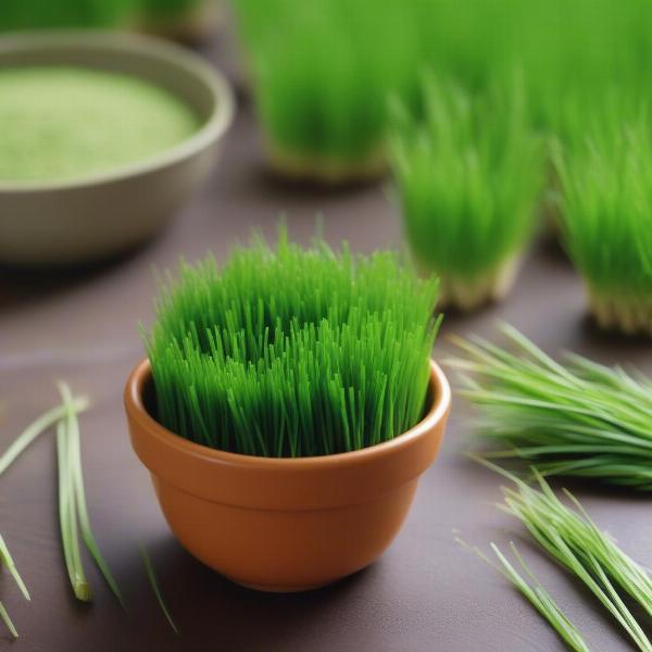 Introducing Wheatgrass to Dogs