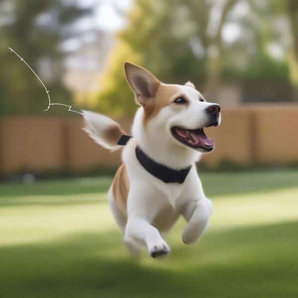 Dog wearing an invisible fence collar in the yard