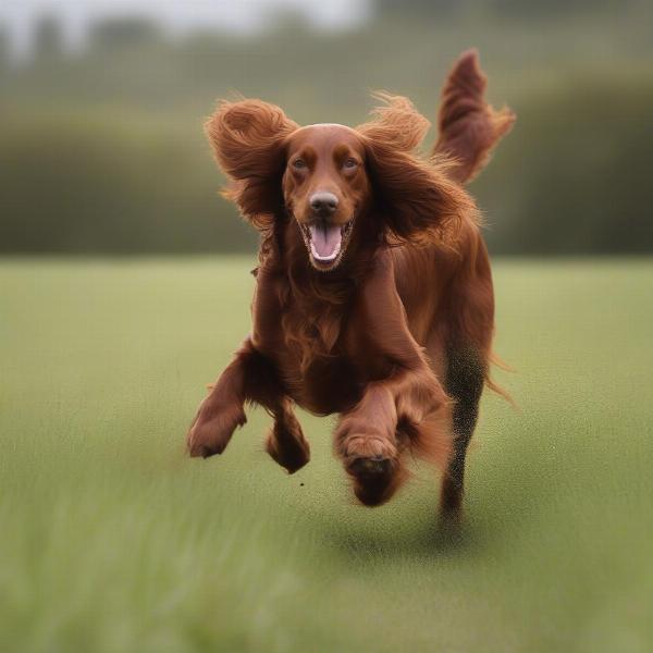 Irish Setter Exercise Needs