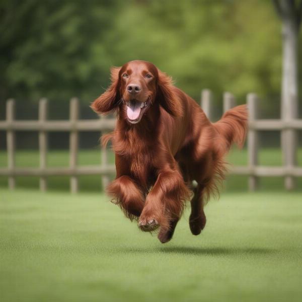 Irish Setter Running in Fenced Yard