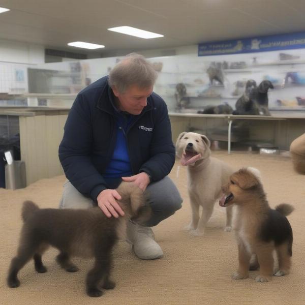 Isle of Wight Dog Breeder Meeting a Potential Puppy Buyer