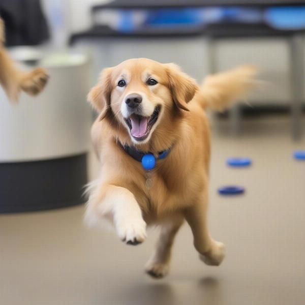 Jax enjoying his day at a Bellevue daycare