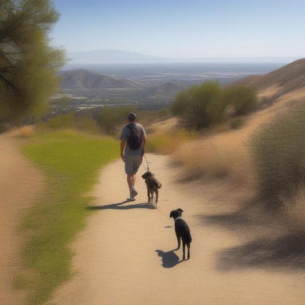 Jurupa Hills Regional Park Dog Walking