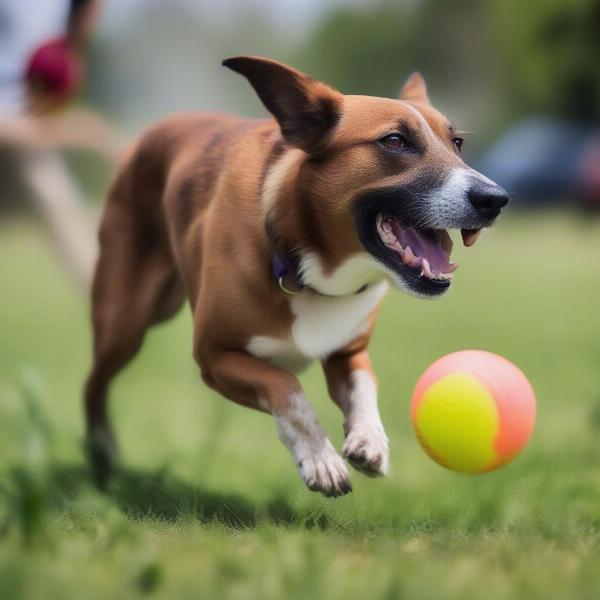 Dog playing fetch at Kedron Brook Off-Lead Dog Park