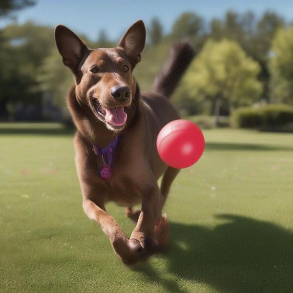 Kong Moose Dog Toy Versatility