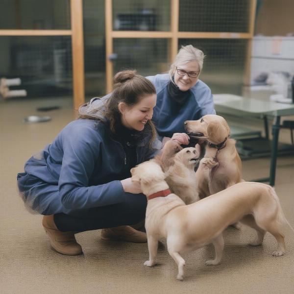 Langley Dog Daycare Staff Interacting with Dogs