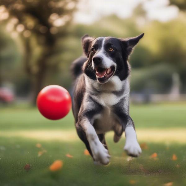 Benefits of Bouncing Dog Toys for Dogs