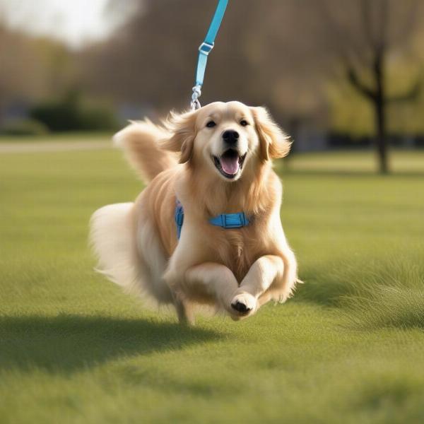 Dog walking in a park with a long retractable leash