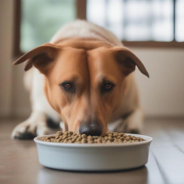 Dog with kidney disease eating low protein dog food