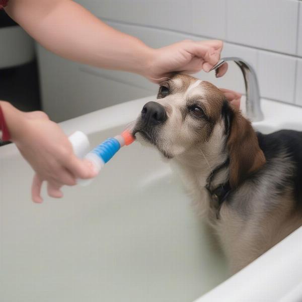 Testing lukewarm water for dog bath