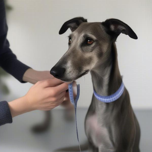 Measuring a Lurcher's Neck