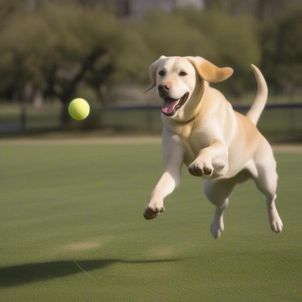 Male Lab Playing Fetch