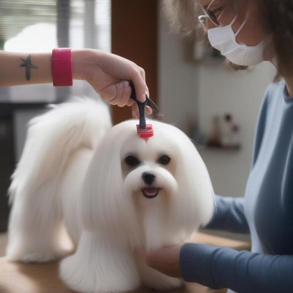 Maltese Dog Being Groomed in Texas