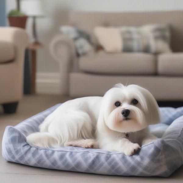 Maltese Dog Settling into a Scottish Home