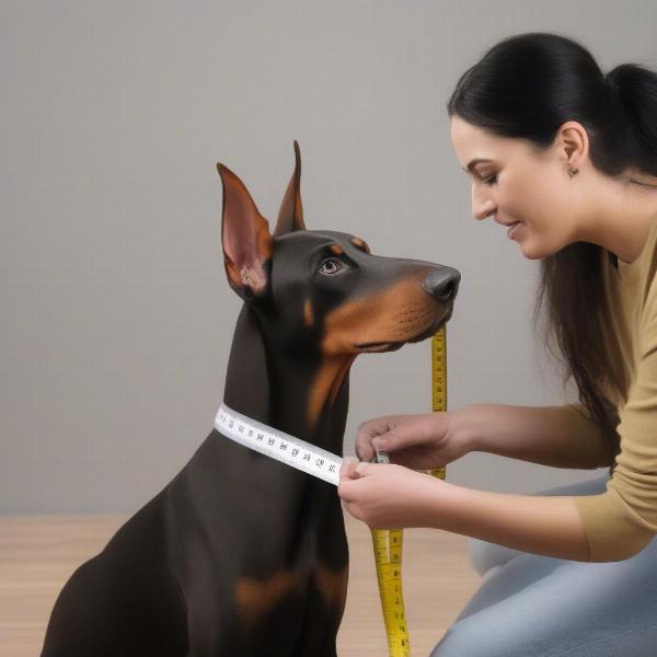 Measuring Doberman Snout for Muzzle Fitting