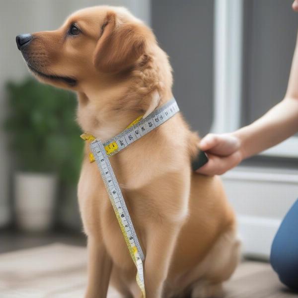 Measuring Your Dog for a Perfect Fit