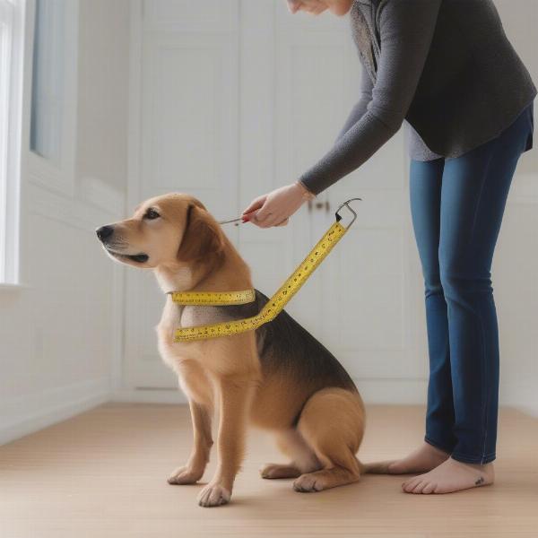 Measuring a dog for a coat with legs