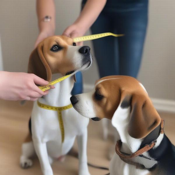 Measuring a dog's neck for a dog neck donut