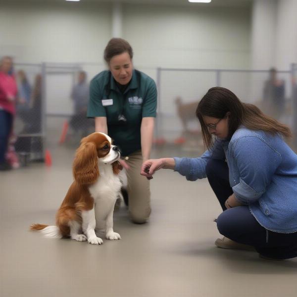 Meeting a Rescue Cavalier King Charles Spaniel for the First Time