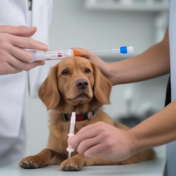 Meloxicam Usage in Dogs