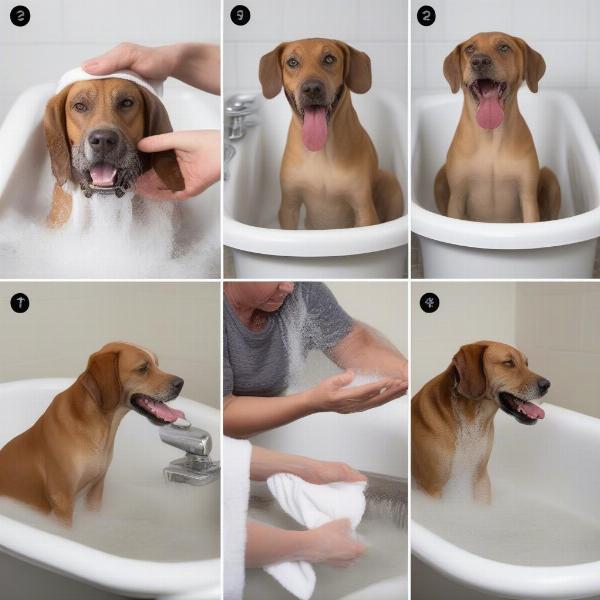 Tips for Bathing Your Dog at Home in Omaha