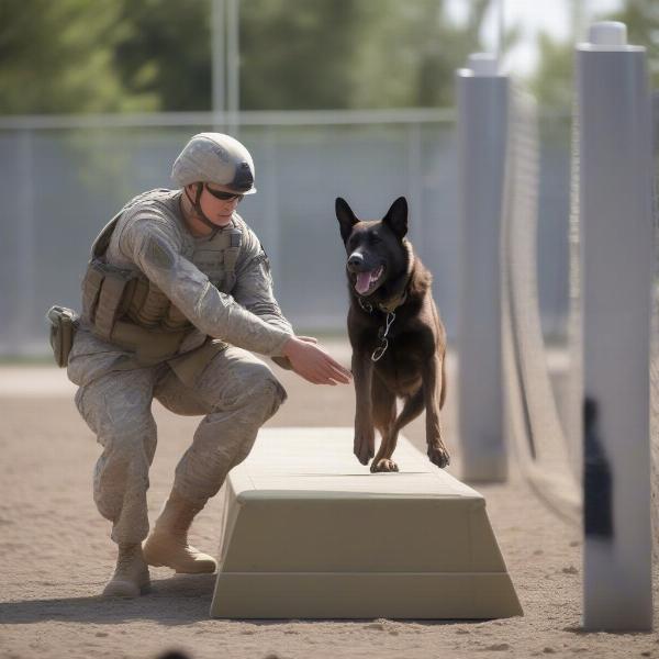 Military Working Dog and Handler Training