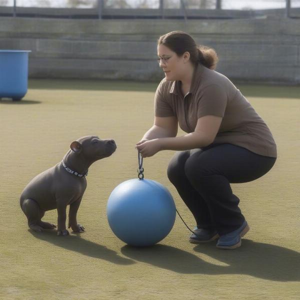 Mini Hippo Dog Engaging in Obedience Training