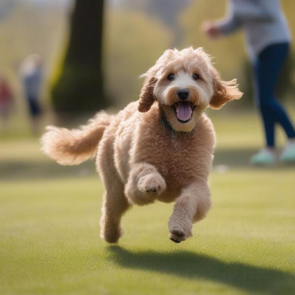 Miniature Goldendoodle playing fetch in the park