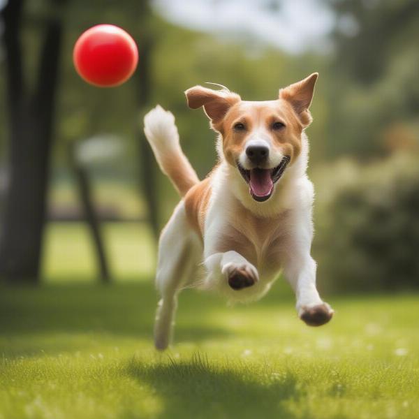 Happy Mongrel Dog Playing Fetch