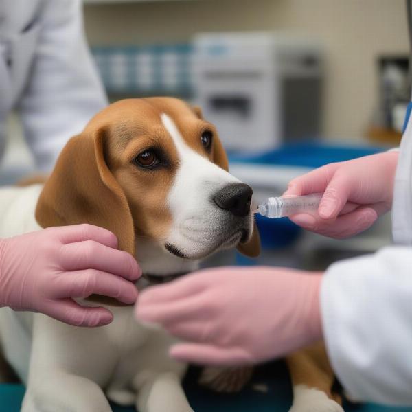 Monitoring Dog for Side Effects After Heartworm Injection