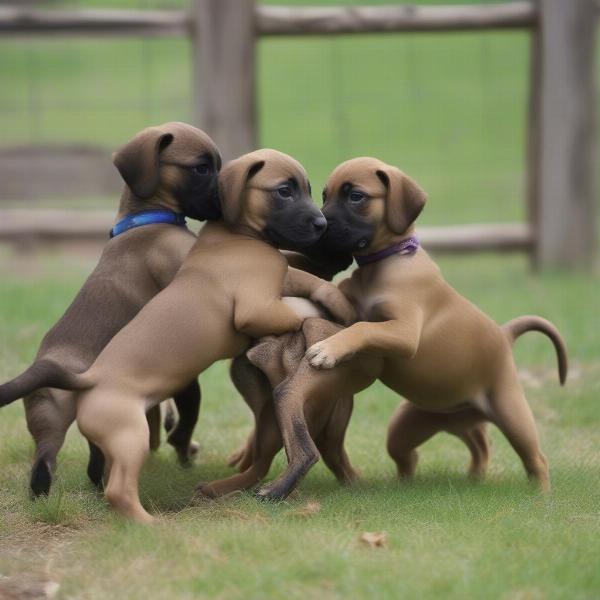 Mountain Cur puppies playing in Tennessee